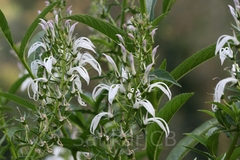 Lobelia nicotianifolia